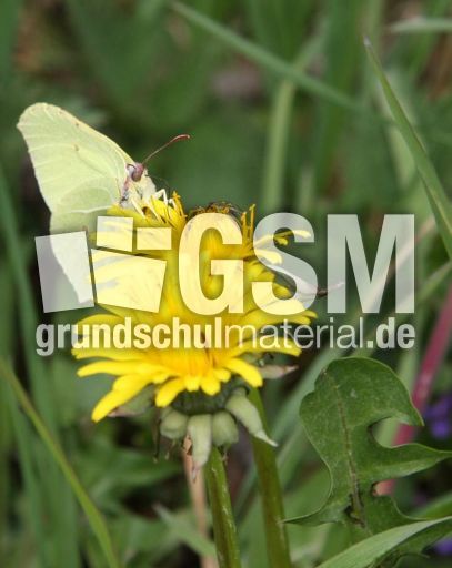 Wiese-Schmetterling-105.jpg